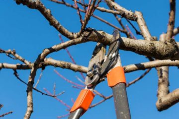 Tree Trimming